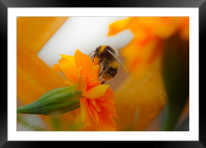 Bumbles Nectar Framed Mounted Print by Andrew Middleton