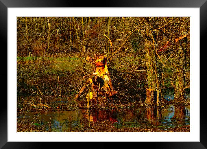 Tree Stumps Framed Mounted Print by Andrew Middleton