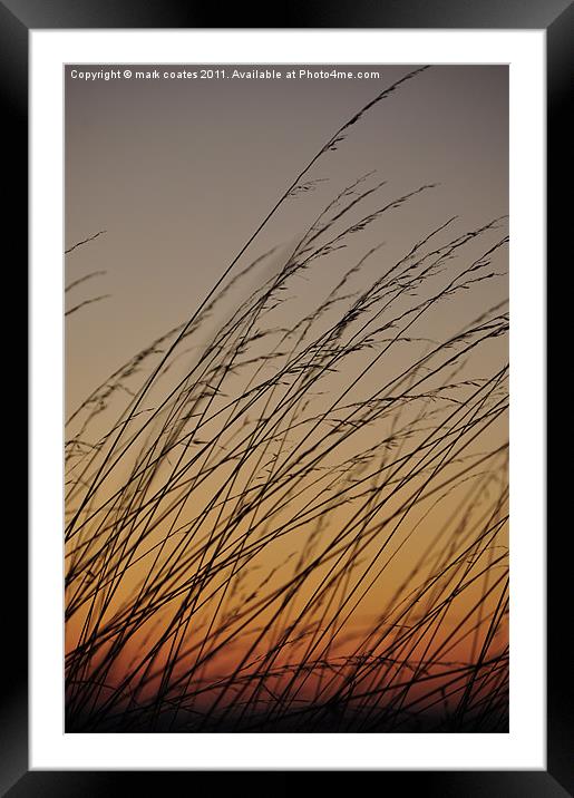 Tall grass blowing in the sunset Framed Mounted Print by mark coates