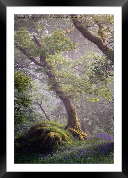 The Oak Tree and the Rock Framed Mounted Print by John Dunbar