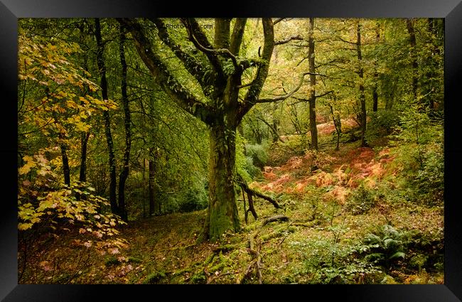 Autumn shades in Skelghyll Woods Framed Print by John Dunbar
