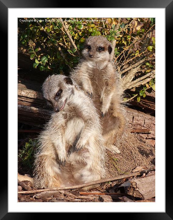 Meerkat Scratch Framed Mounted Print by John Dunbar