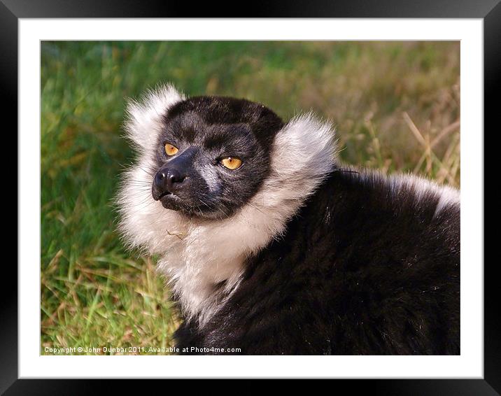 Black and White Ruffed Lemur Framed Mounted Print by John Dunbar