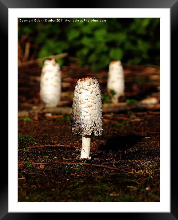 Ink Cap Mushroom Framed Mounted Print by John Dunbar