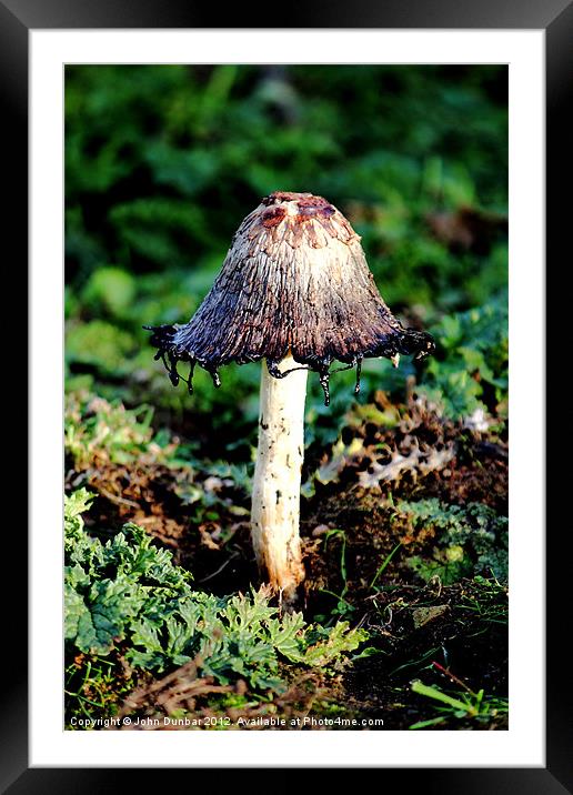 Wild Ink Cap Framed Mounted Print by John Dunbar