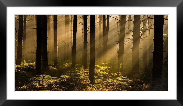 In The Woods Framed Mounted Print by John Dunbar