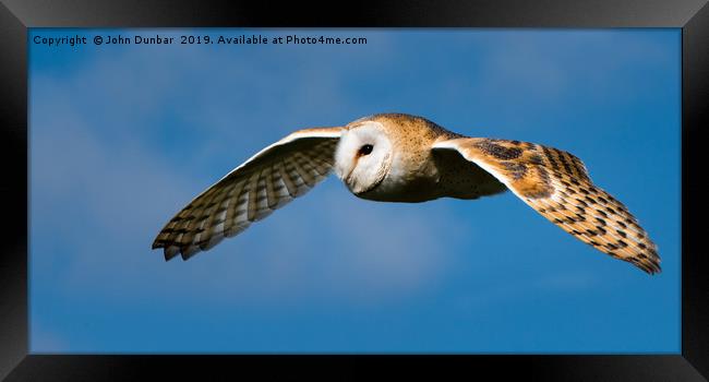 Barn Owl in Flight Framed Print by John Dunbar