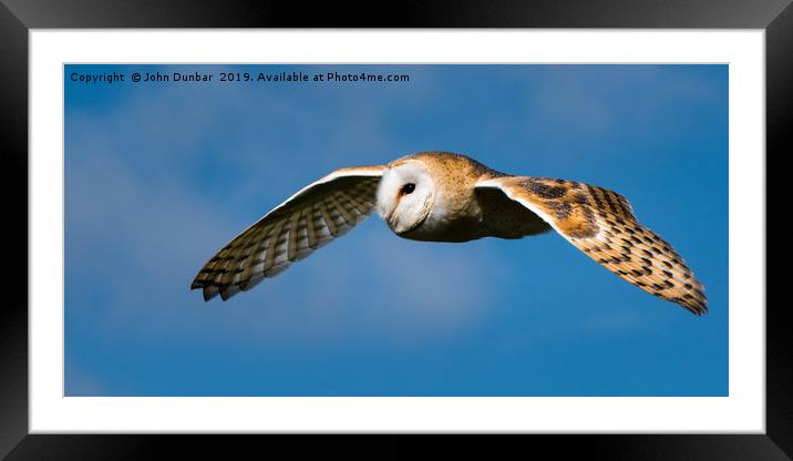 Barn Owl in Flight Framed Mounted Print by John Dunbar