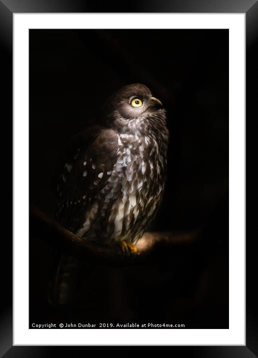 Barking Owl Framed Mounted Print by John Dunbar
