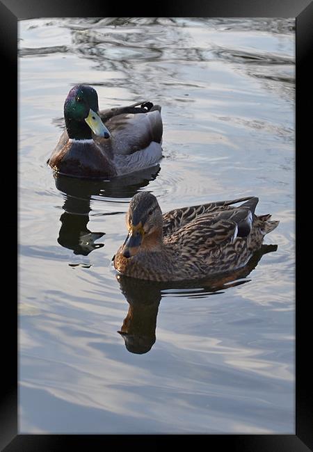 Swimming Ducks Framed Print by Jennifer Mckeown