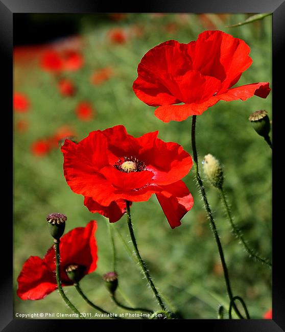 Poppies Framed Print by Phil Clements