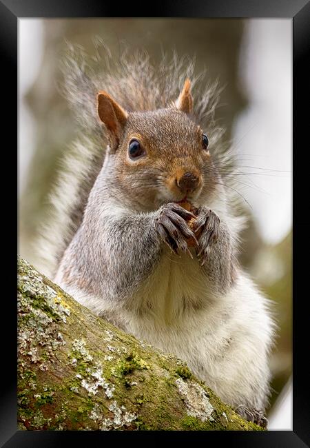 Grey Squirrel Eating a Nut Framed Print by Phil Clements