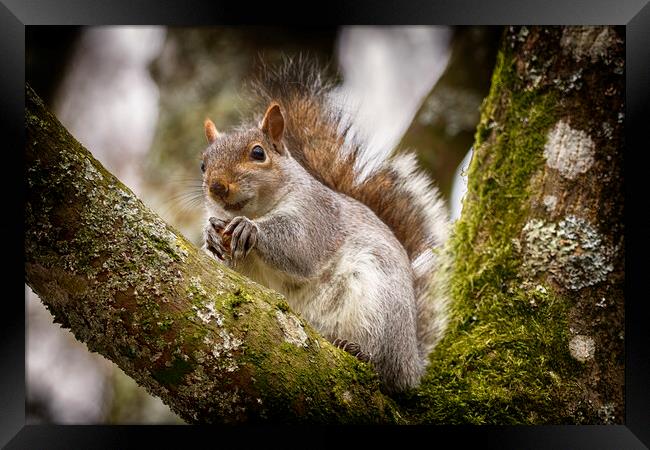 Grey Squirrel on a Tree Branch Framed Print by Phil Clements