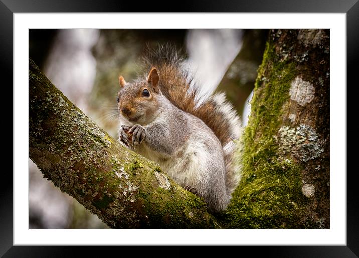 Grey Squirrel on a Tree Branch Framed Mounted Print by Phil Clements