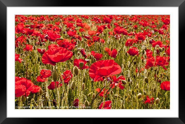 Sussex Poppy Field Framed Mounted Print by Phil Clements
