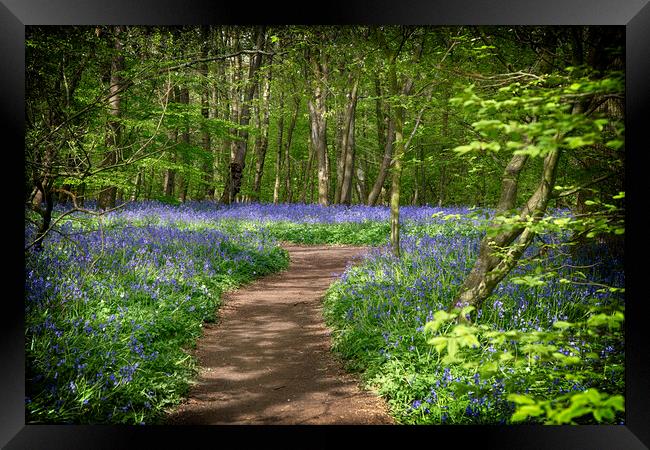 Bluebell Woods Framed Print by Phil Clements