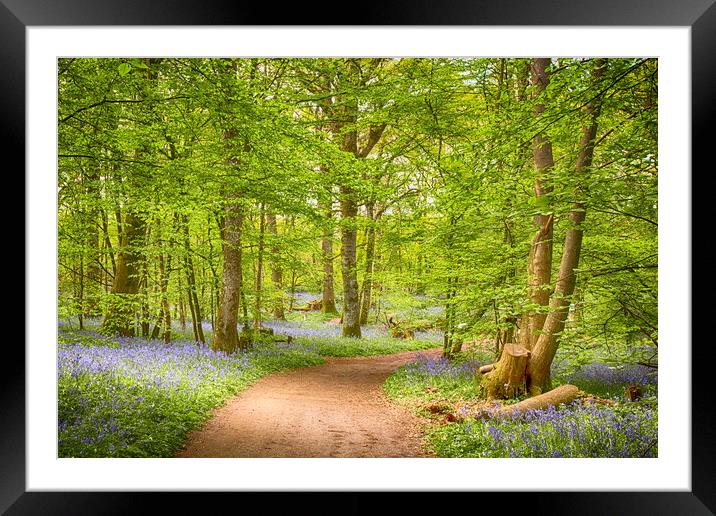 Bluebell Woods Framed Mounted Print by Phil Clements