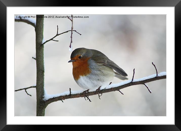 Robin Red-Breast Framed Mounted Print by Phil Clements