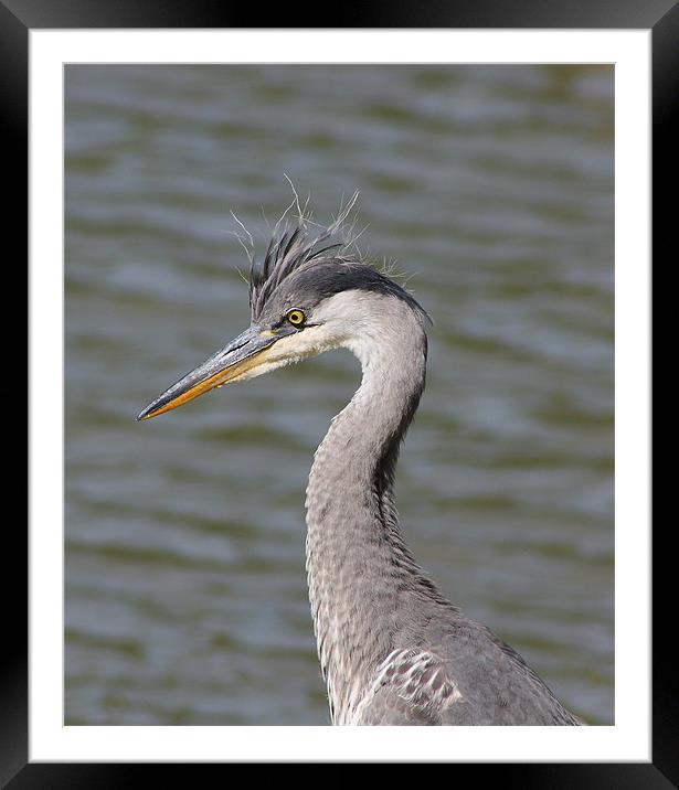 Grey Heron Framed Mounted Print by Phil Clements