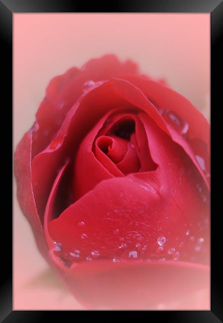 Red Red Rose... Framed Print by Phil Clements