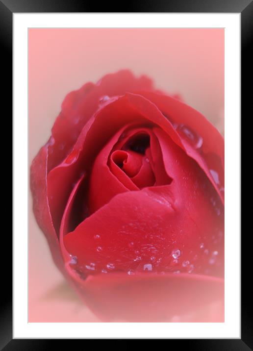 Red Red Rose... Framed Mounted Print by Phil Clements