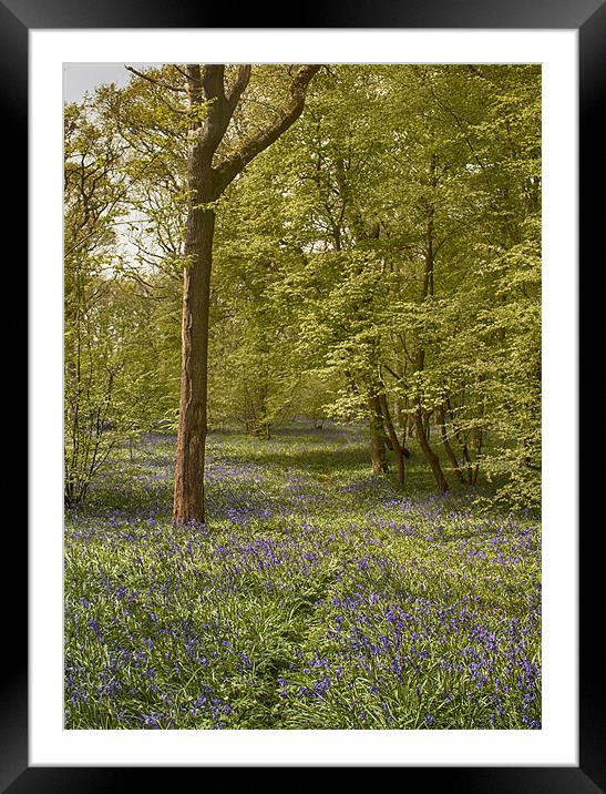 Bluebell Glade Framed Mounted Print by Phil Clements
