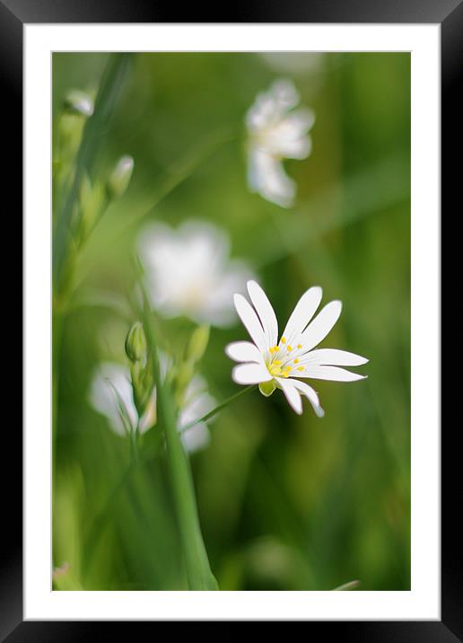 Wild Flower Framed Mounted Print by Phil Clements