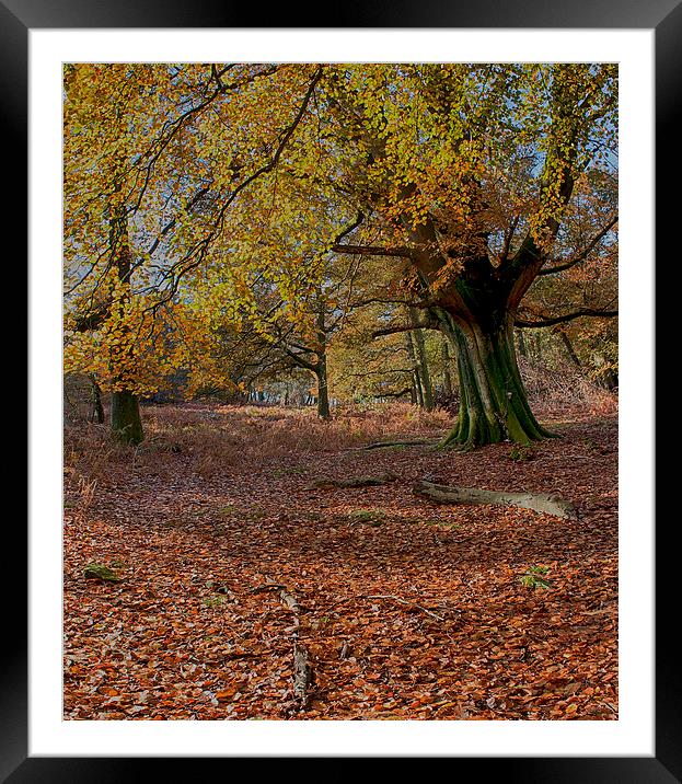Autumn Forest Framed Mounted Print by Phil Clements