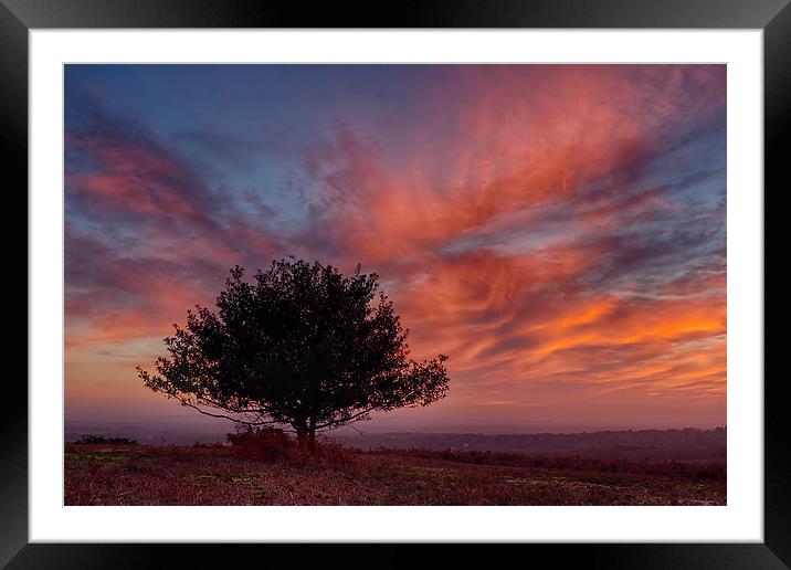 Lone Tree At Sunset Framed Mounted Print by Phil Clements