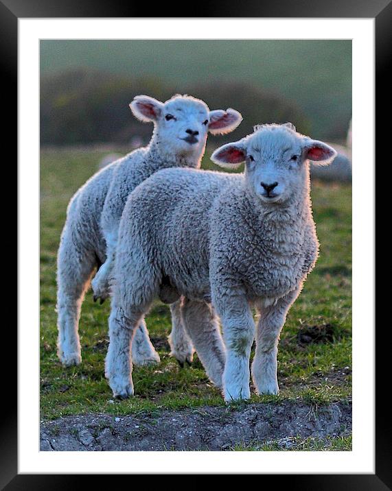 Lambs Framed Mounted Print by Phil Clements
