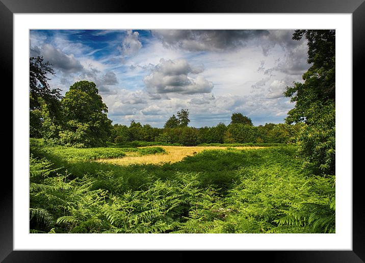 Knole Park Framed Mounted Print by Phil Clements