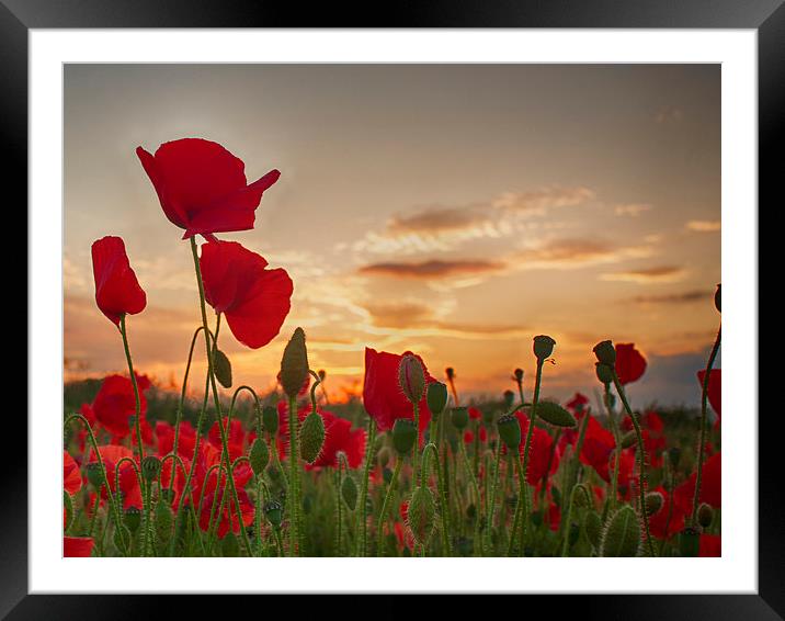  Sunset Poppies Framed Mounted Print by Phil Clements