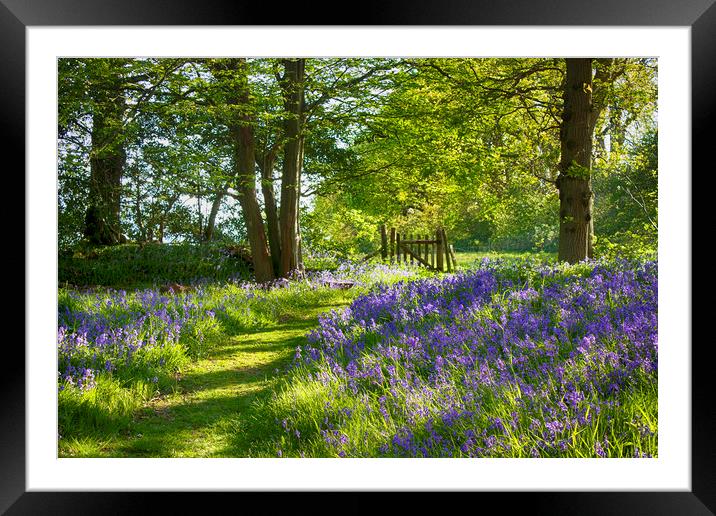 Sussex Bluebell Woods Framed Mounted Print by Phil Clements