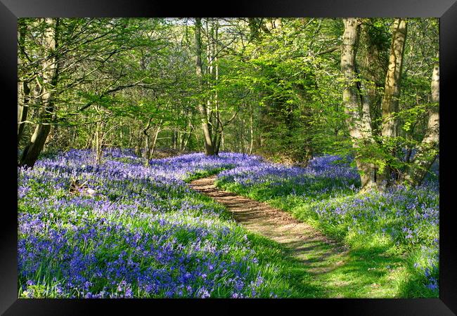 Sussex Bluebell Woods Framed Print by Phil Clements