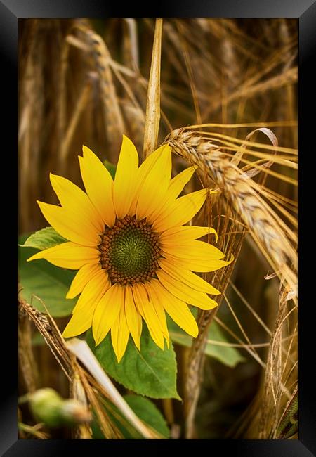 Summer Harvest Framed Print by Phil Clements