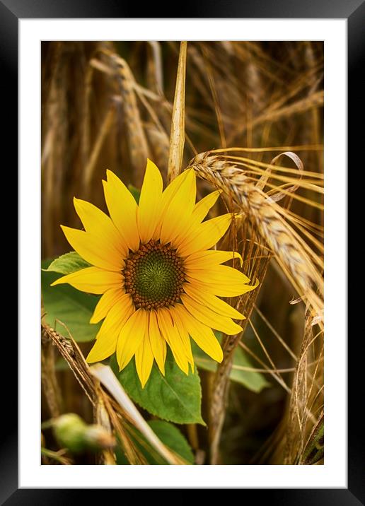Summer Harvest Framed Mounted Print by Phil Clements
