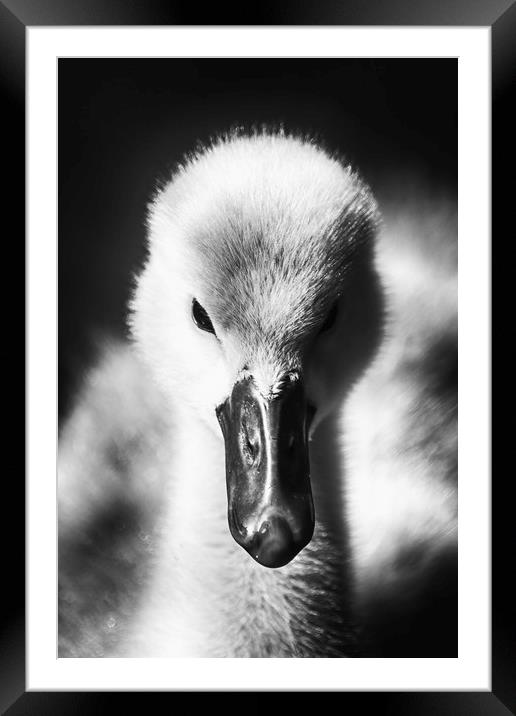 Adorable Fluffy Cygnet Framed Mounted Print by Phil Clements