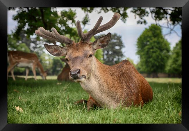 Red Deer Stag Framed Print by Phil Clements