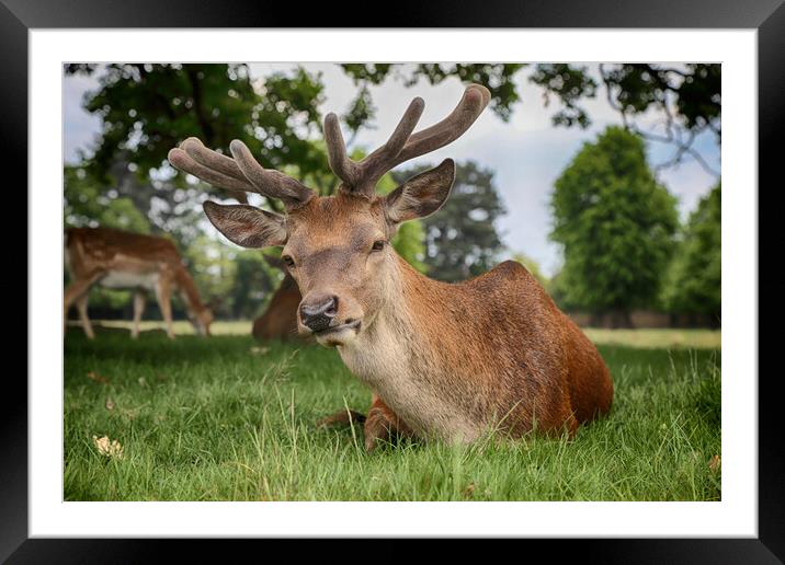 Red Deer Stag Framed Mounted Print by Phil Clements