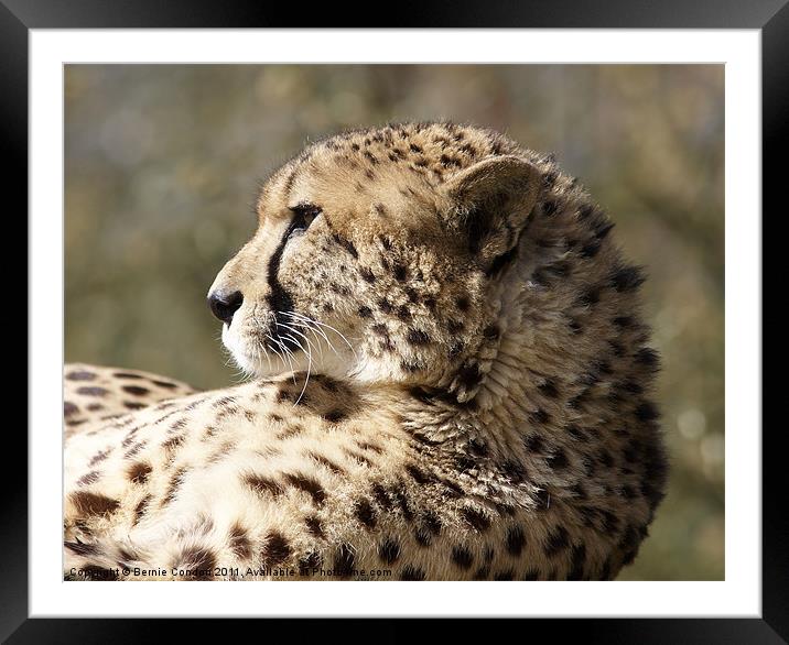 Cheetah Framed Mounted Print by Bernie Condon