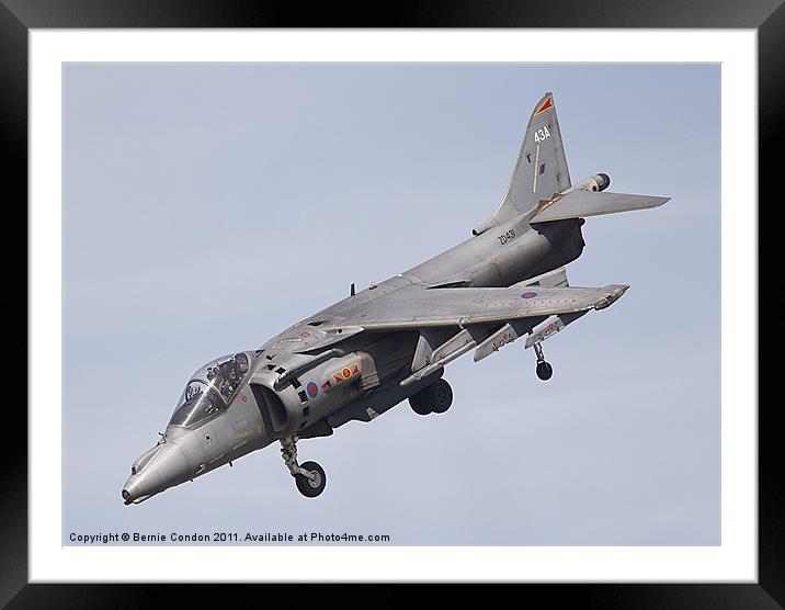Harrier Framed Mounted Print by Bernie Condon