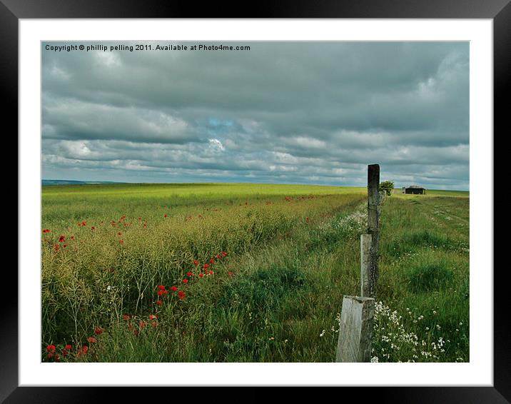 Wild Poppies. Framed Mounted Print by camera man