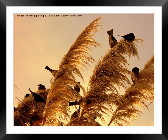 Finch Rest Framed Mounted Print by camera man