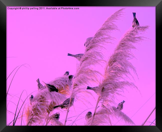 Pampas perch Framed Print by camera man