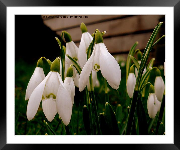 Snowdrops Framed Mounted Print by camera man