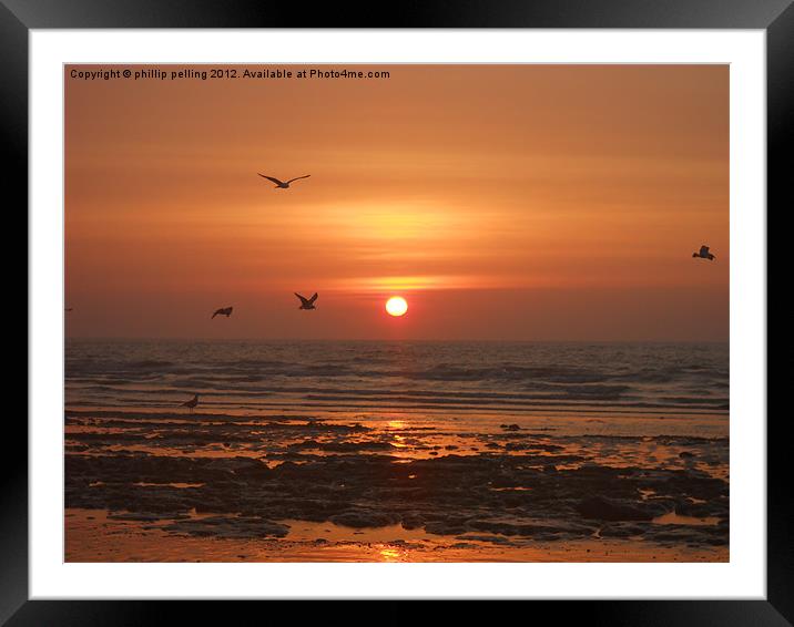 Seagull Dawn Framed Mounted Print by camera man