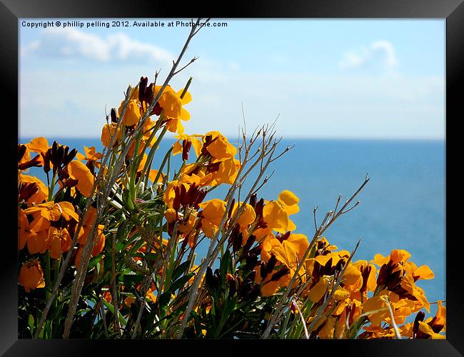 Flowers by the sea Framed Print by camera man
