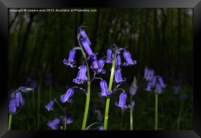 Bluebelle night Framed Print by camera man