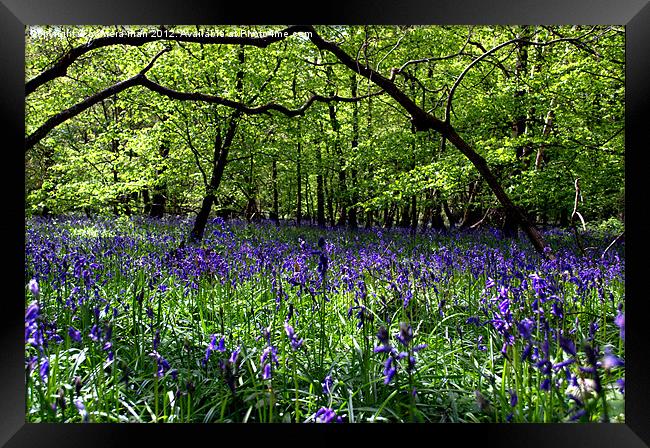 Sunny Bluebells Framed Print by camera man