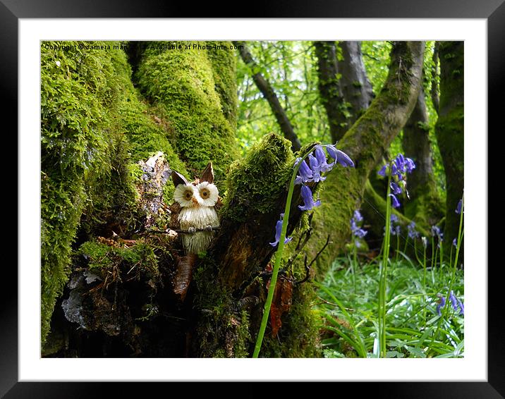 Owl Woods Framed Mounted Print by camera man